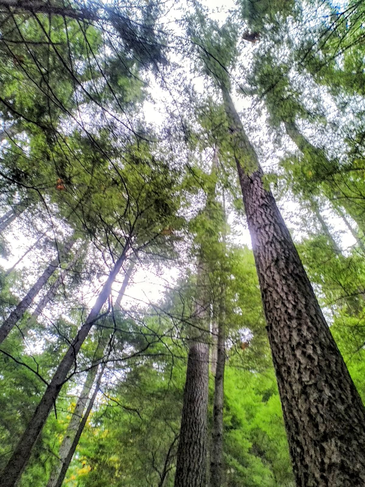 Rainbow Lodge Retreat Center thumbnail 2